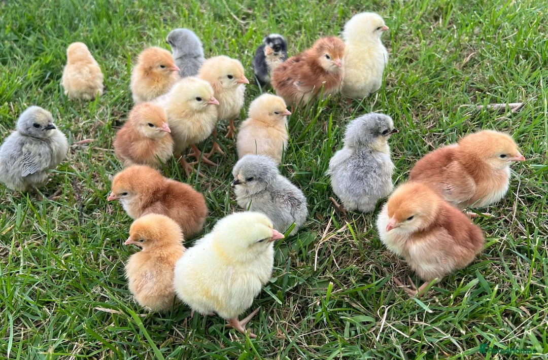 Chickens poultry for sale: 17x PURE BREED Day Old chicks for sale! - Advert 1