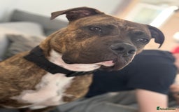 Mixed Breed dogs for sale: Beautiful Bruce 1 year old Staff x Boxer  - Image 1
