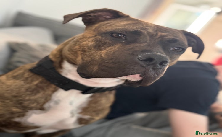 Mixed Breed dogs - Advert 1