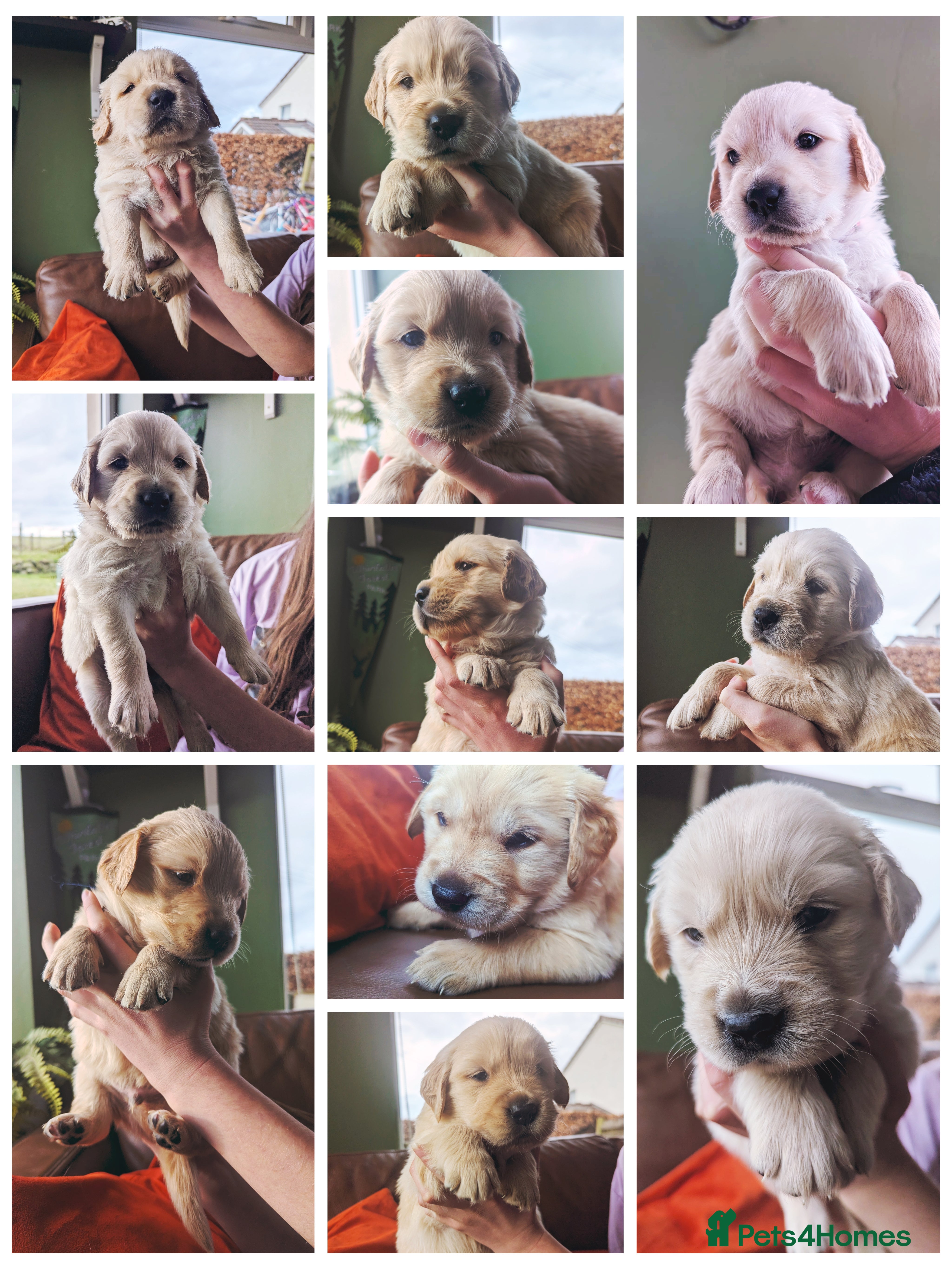 Golden Retriever dogs Chunky golden pups - Advert 18