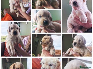 Golden Retriever dogs Chunky golden pups - Advert 18