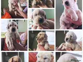 Golden Retriever dogs 5 babies left ✨ - Advert 9