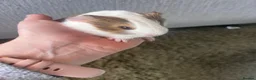 Guinea Pig rodents for sale: X3 baby boy guinea pigs - Advert 2