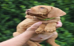 Hungarian Vizsla dogs for sale: All puppies now reserved/rehomed  - Image 3
