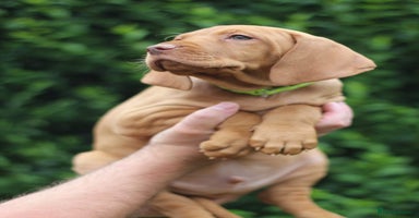 Hungarian Vizsla dogs - Advert 16