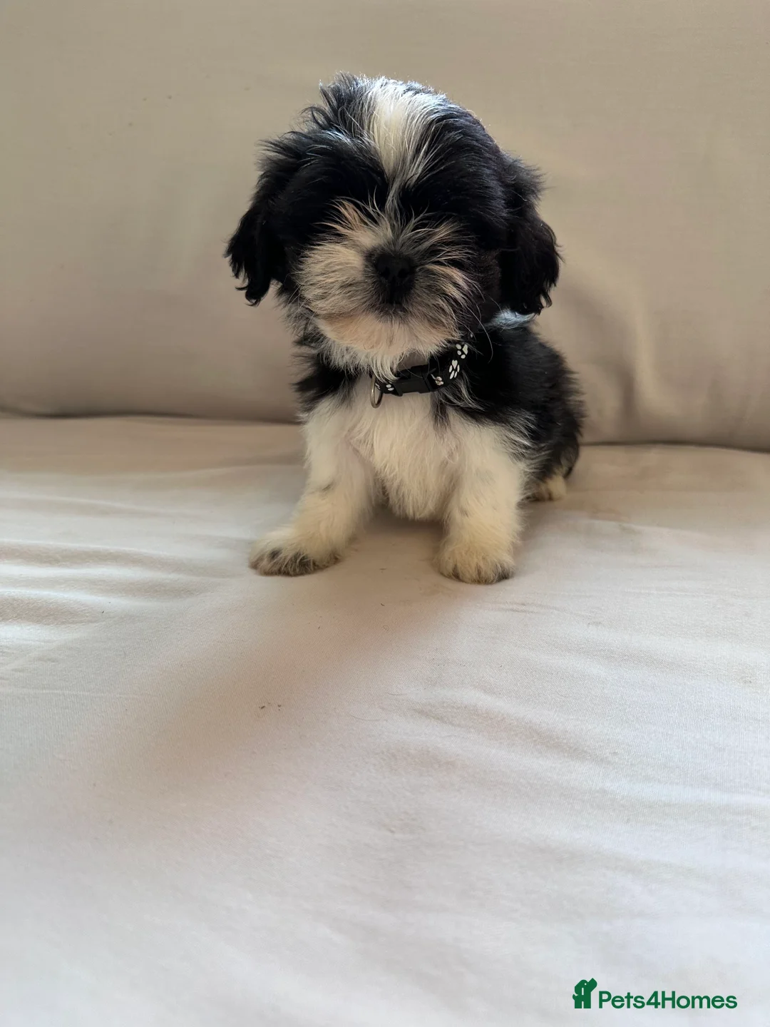 Shih Tzu dogs for sale: Beautiful Shih Tzu Puppies 7 Weeks Old Ready Soon in London - Advert 2