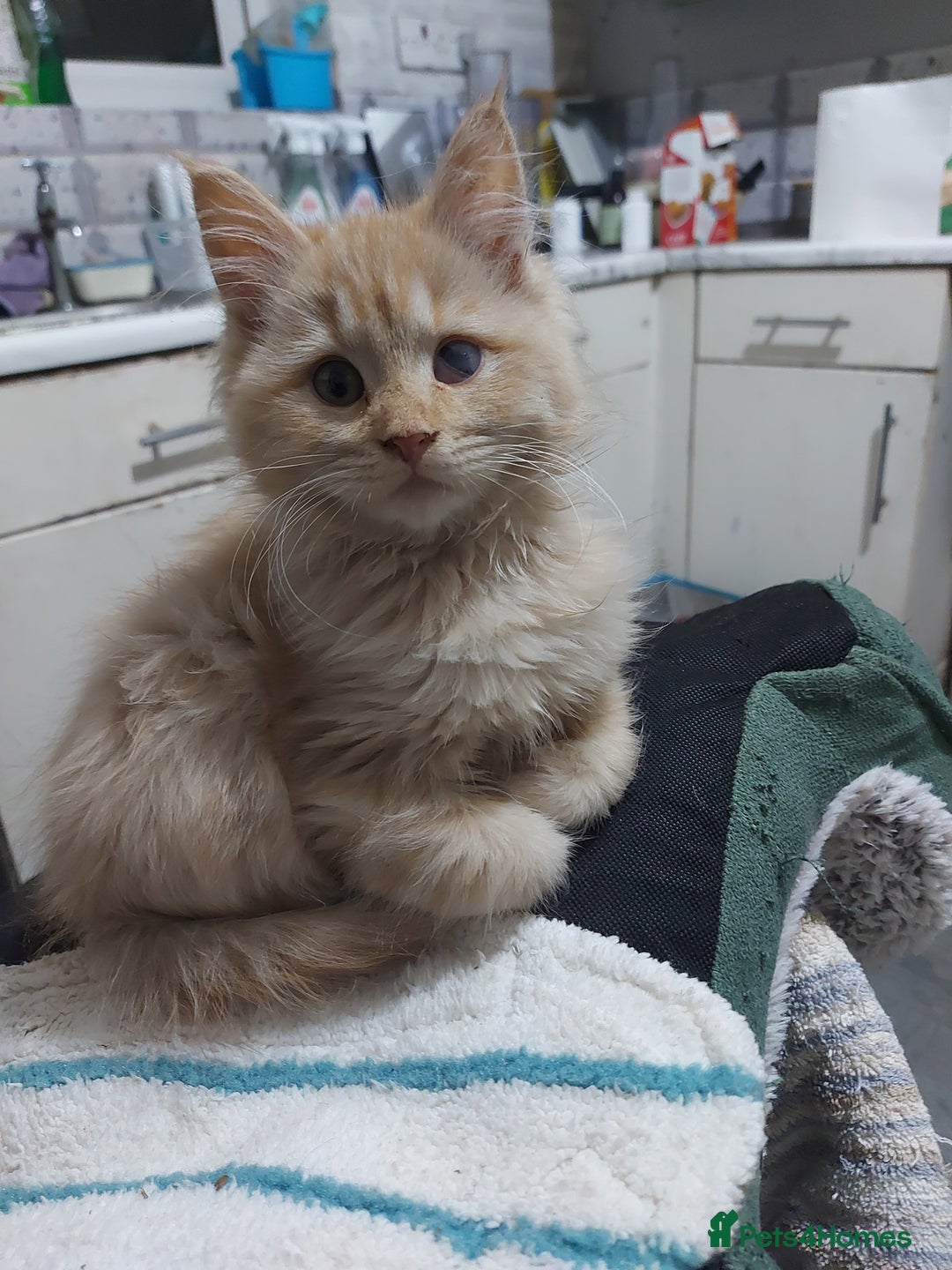 Mixed Breed cats for sale: Maine coon x sphynx kittens - Advert 3