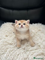 British Shorthair cats - Advert 13
