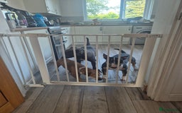 Staffordshire Bull Terrier dogs for stud: Staffordshire Bull Terrier for Stud - Image 4