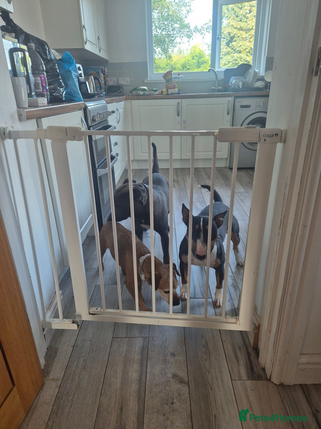 Staffordshire Bull Terrier dogs for stud: Staffordshire Bull Terrier for Stud - Image 4