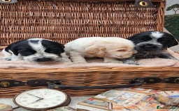 Cocker Spaniel dogs for sale: Show Cocker Spaniel  - Image 2