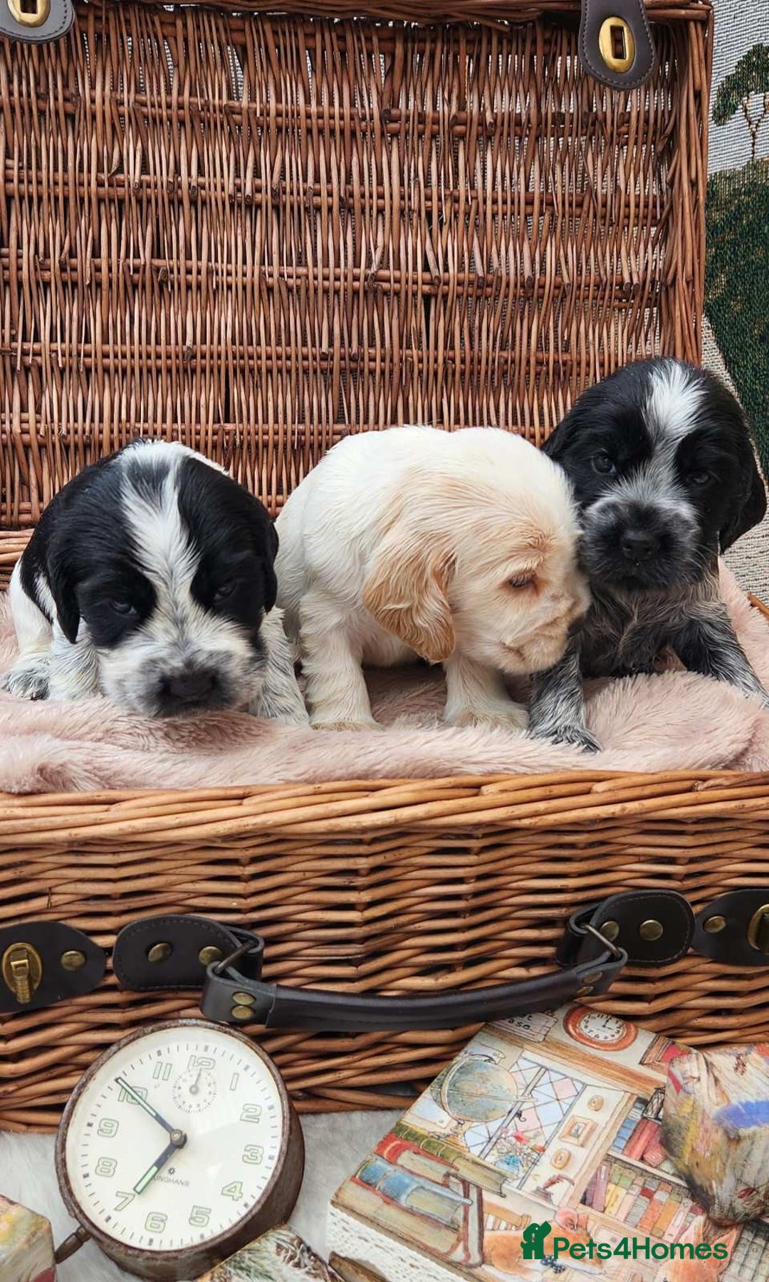 Cocker Spaniel dogs for sale: Show Cocker Spaniel  - Image 2
