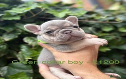 French Bulldog dogs for sale: French bulldog puppies for sale - Image 8