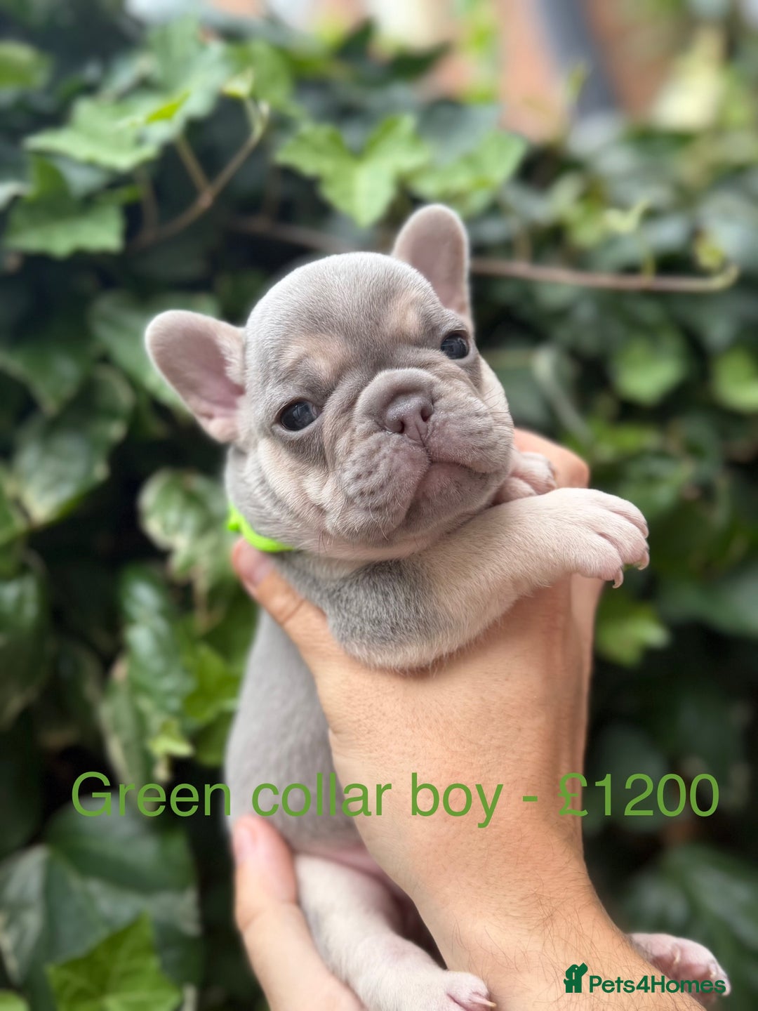 French Bulldog dogs for sale: French bulldog puppies for sale - Image 8