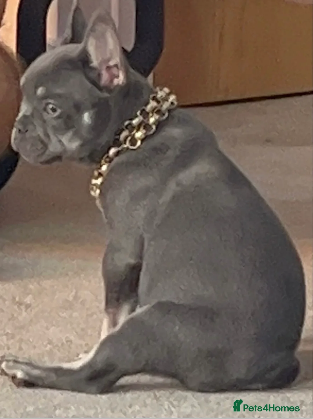 French Bulldog dogs for sale: Female 9 month old French bulldog  - Advert 3