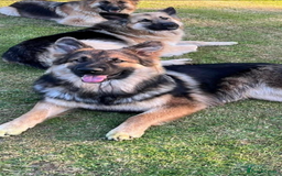 German Shepherd dogs for sale: 8 beautiful long haired German shepherd puppies  - Image 11