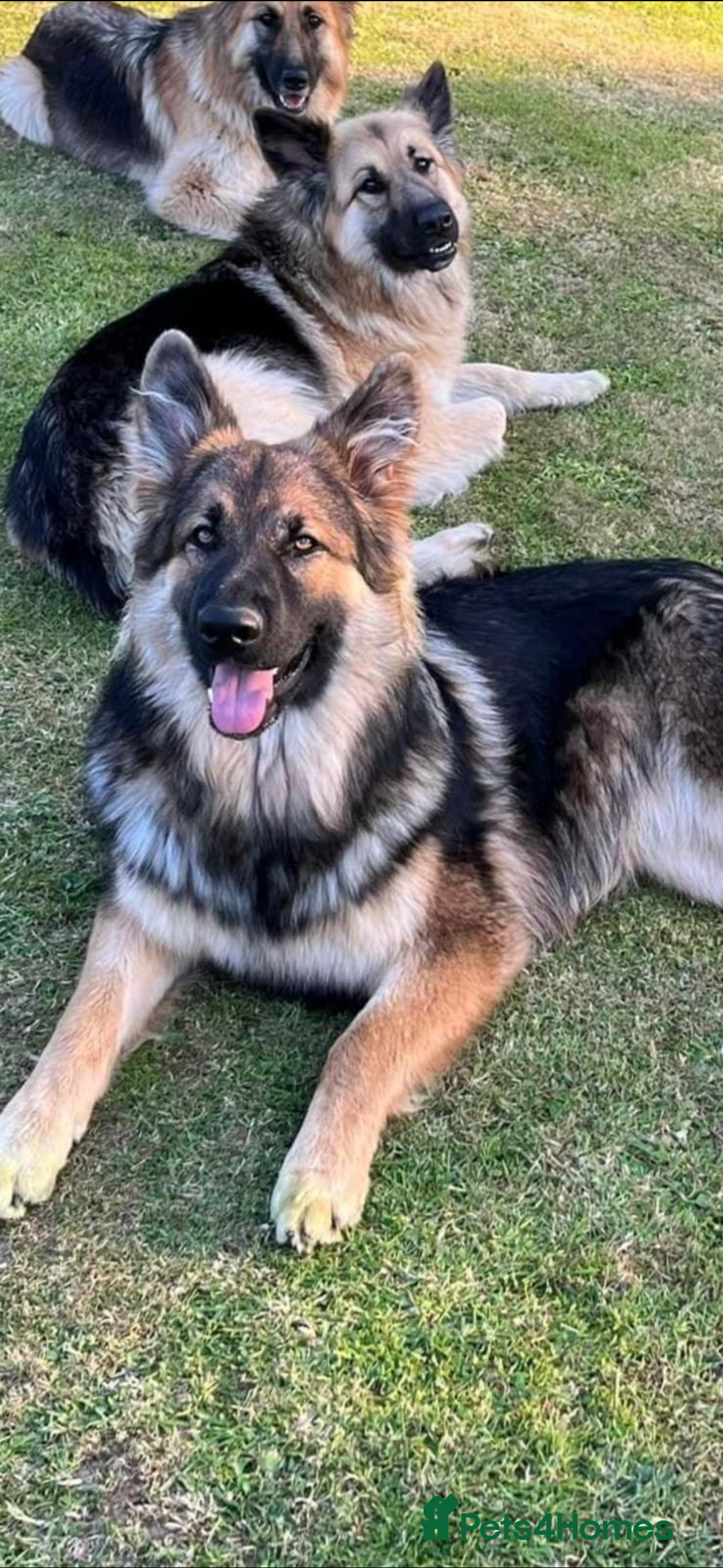 German Shepherd dogs for sale: 8 beautiful long haired German shepherd puppies  - Image 11