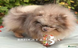 Pomeranian dogs for sale: Lilac & tan Merle boy - Image 4