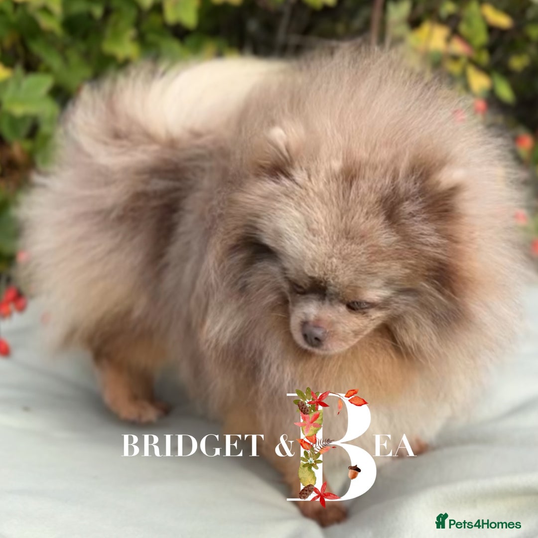 Pomeranian dogs for sale: Lilac & tan Merle boy - Image 4