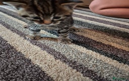 Domestic Shorthair cats for sale: 2 kittens 1 girl and one boy - Image 5