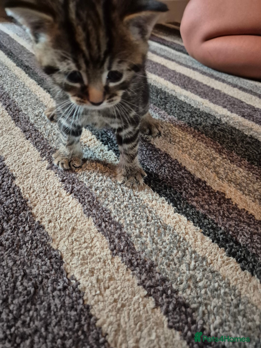 Domestic Shorthair cats for sale: 2 kittens 1 girl and one boy - Image 5