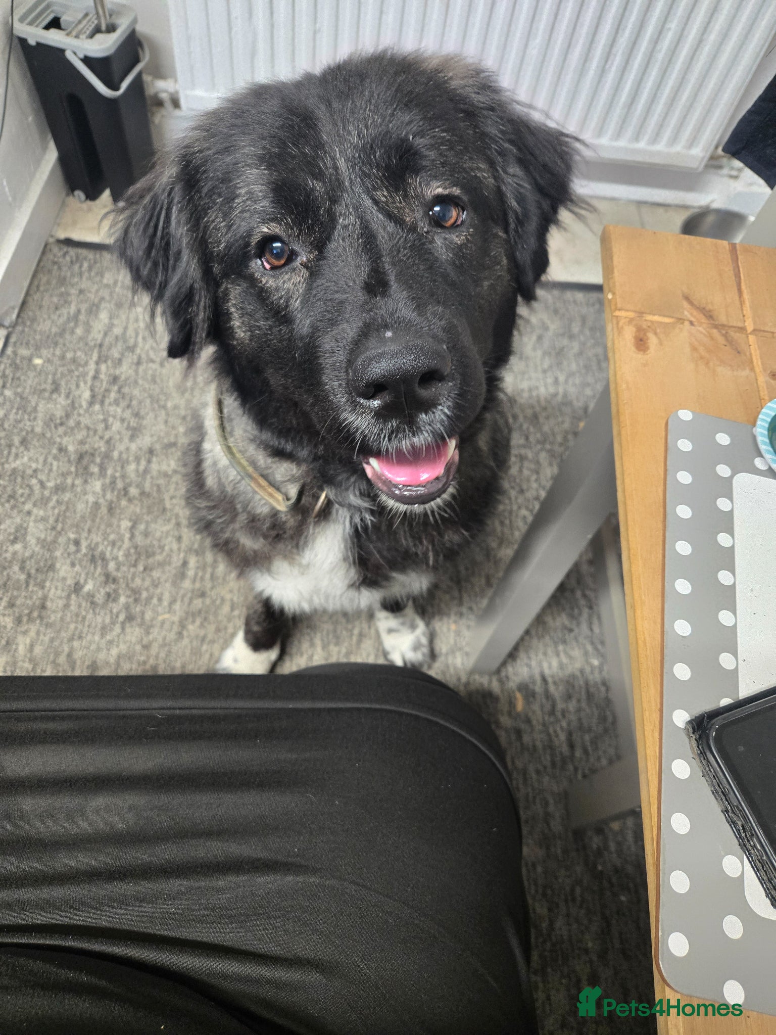 Caucasian Shepherd Dog dogs **Caucasian shep bitch** - Advert 5