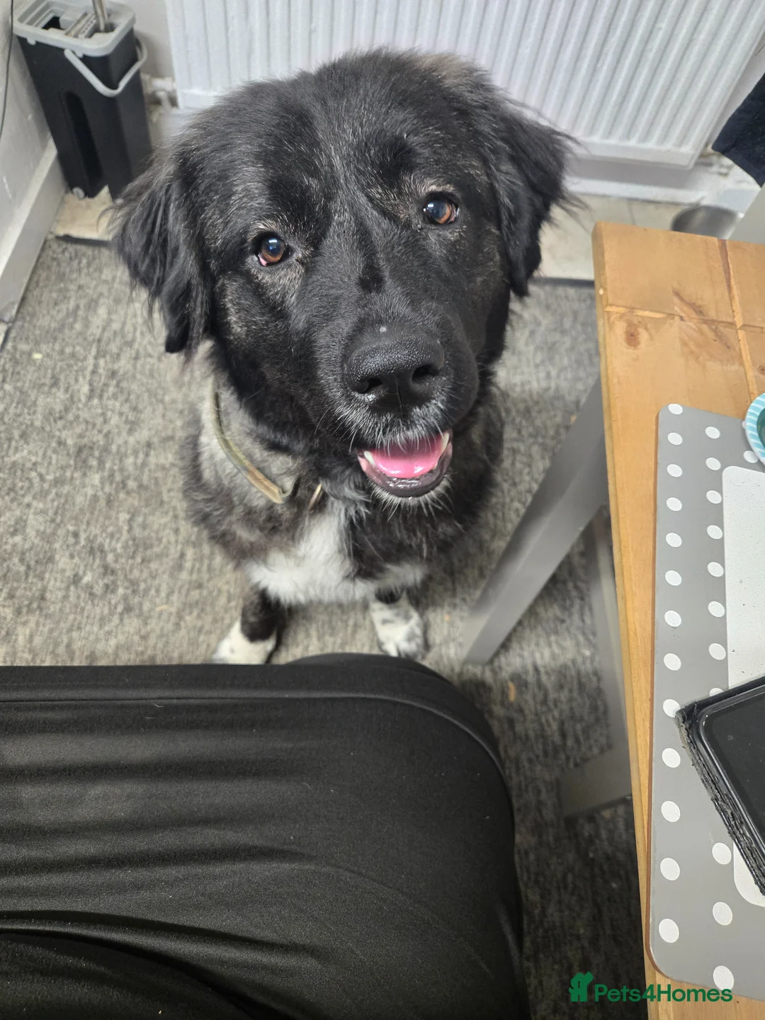 Caucasian Shepherd Dog dogs for sale: **Caucasian shep bitch** - Advert 1