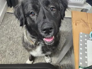 Caucasian Shepherd Dog dogs **Caucasian shep bitch** - Advert 5