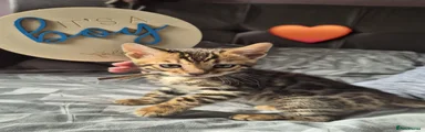 Bengal Kitten 2