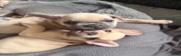 French Bulldog dogs for sale: Beautiful KC Registered French Bulldog Puppies 🐾 - Advert 8
