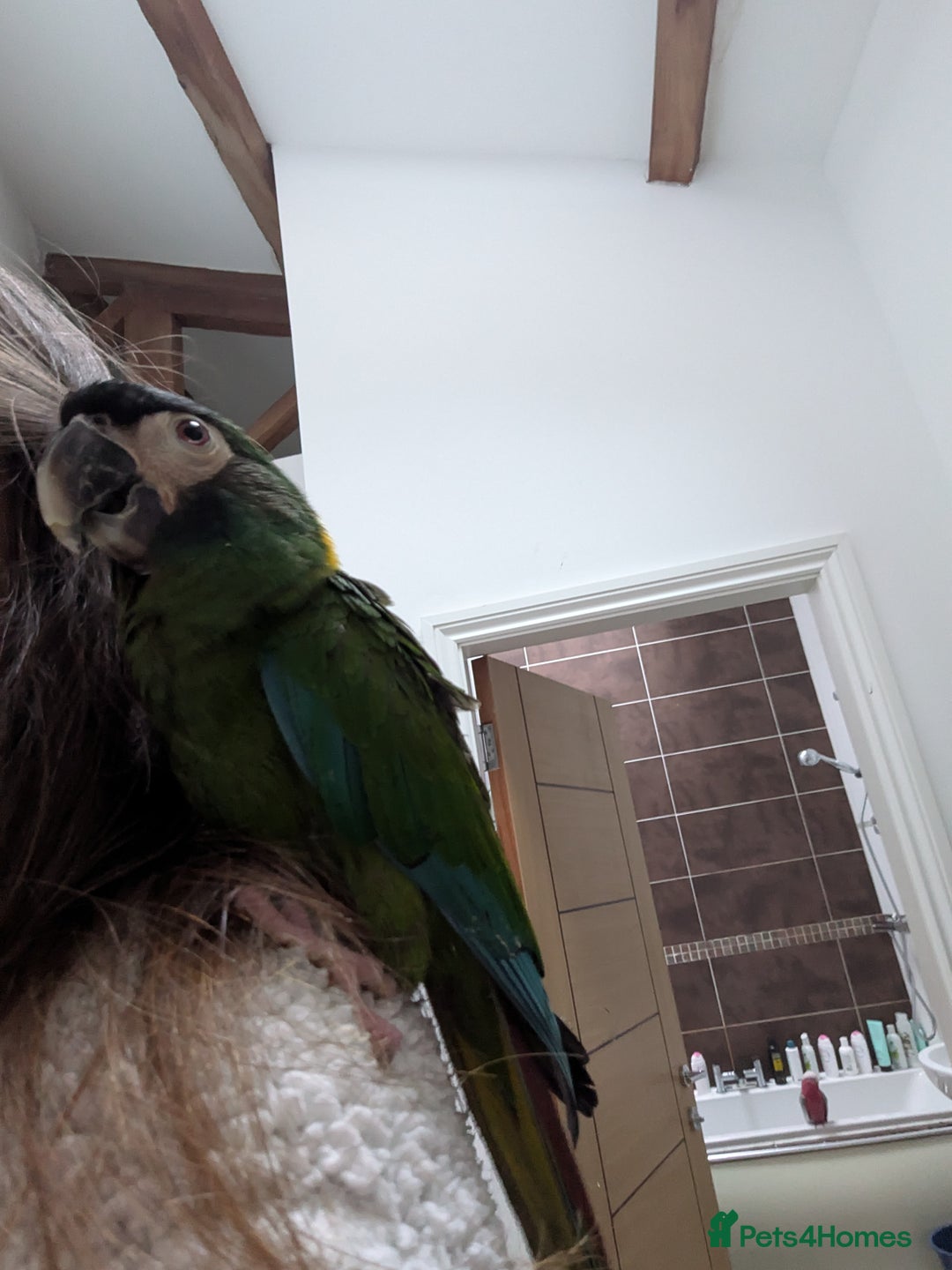 Macaws birds for sale: Golden collard Macaw Yellow collard Macaw  - Advert 16