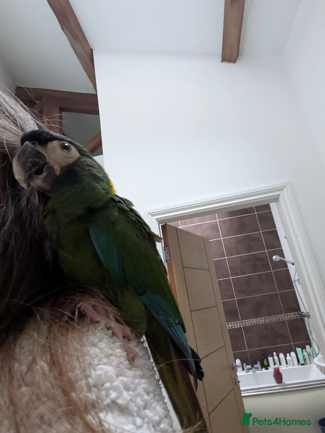 Macaws birds for sale: Golden collard Macaw Yellow collard Macaw  - Advert 17