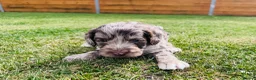 Cockapoo dogs for sale: Chocolate & chocolate Merle Cockapoo Babies 🐾🐾🐾 - Advert 21