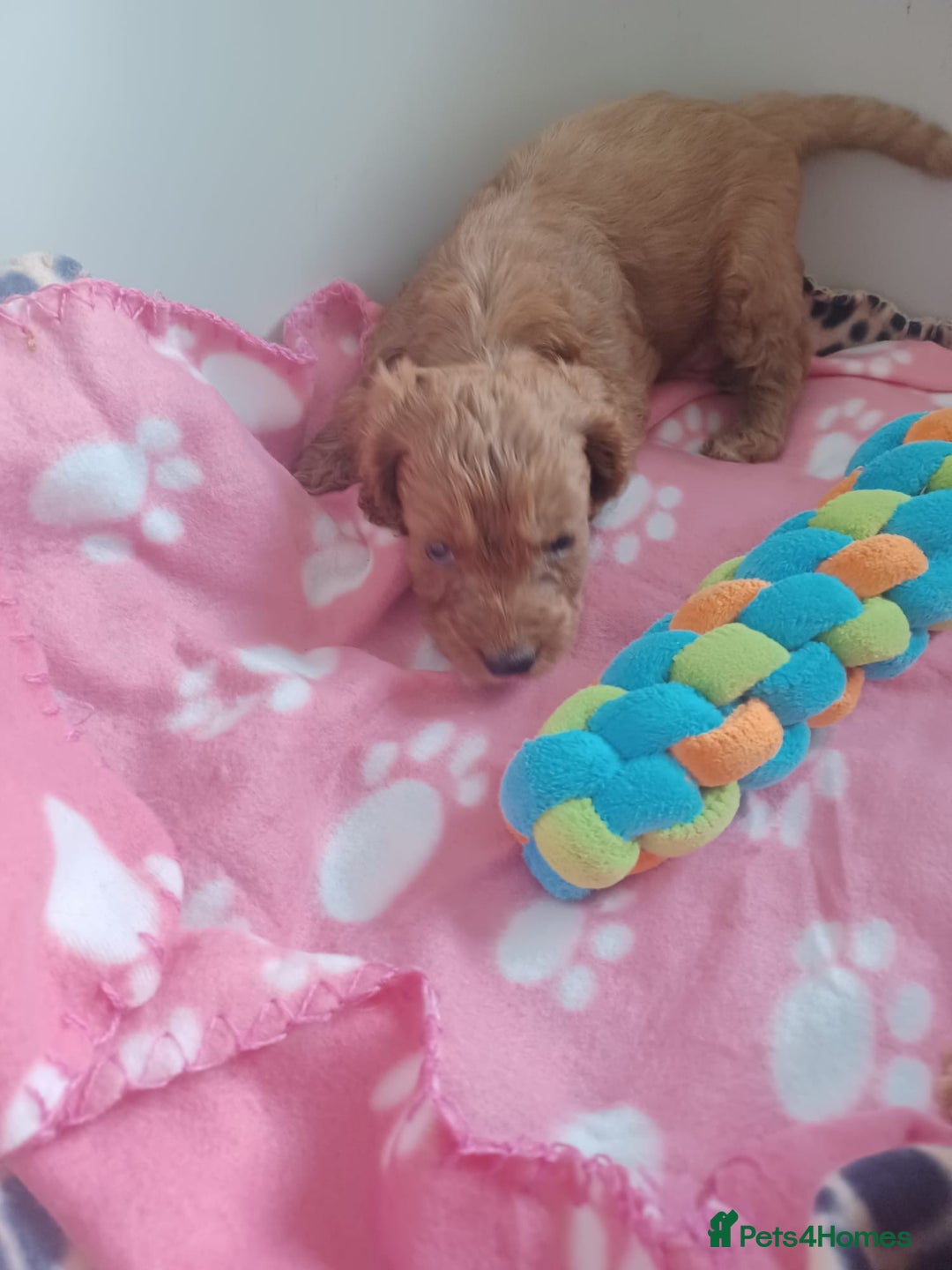 Cockapoo dogs for sale: F1 cockapoo puppies - Image 12