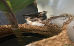 Mixed Breed cats for sale: 4 stunning babies READY NOW Calico and black&white - Image 9