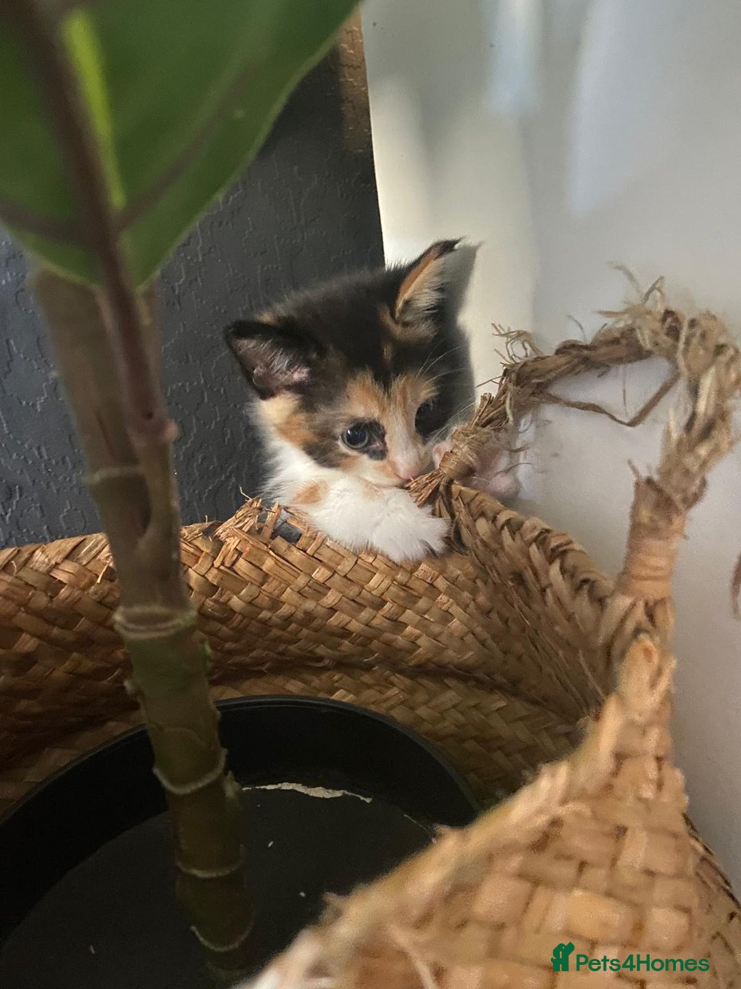 Mixed Breed cats for sale: 4 stunning babies READY NOW Calico and black&white - Image 9