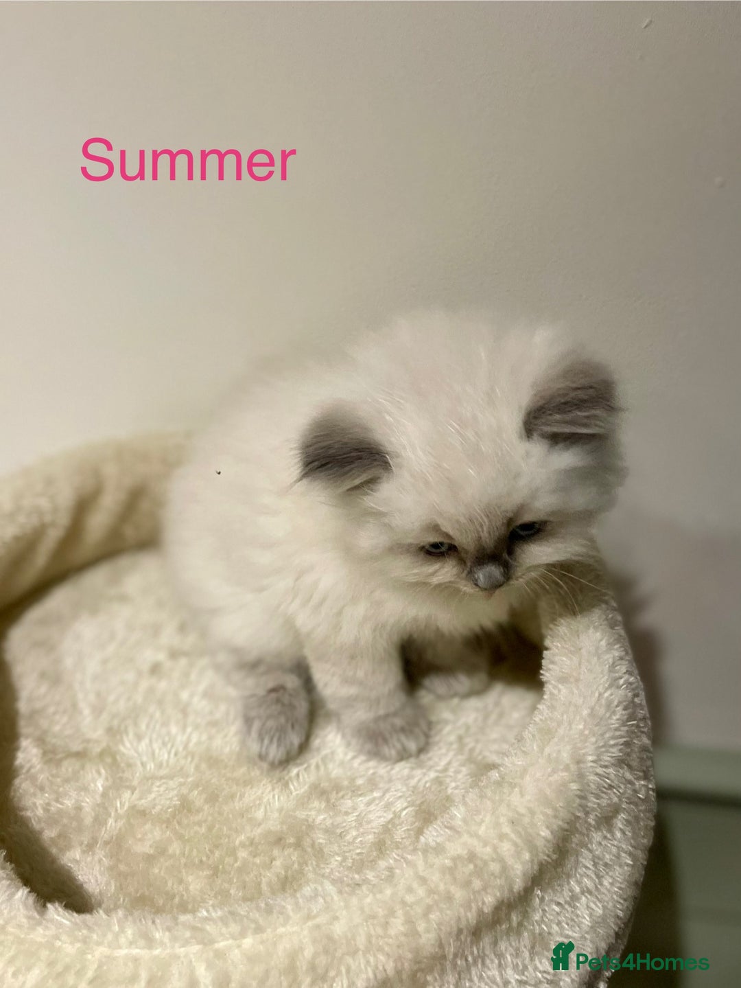 Ragdoll cats for sale: Exquisite, truly unique Ragdolls & Ragfold kittens - Advert 9