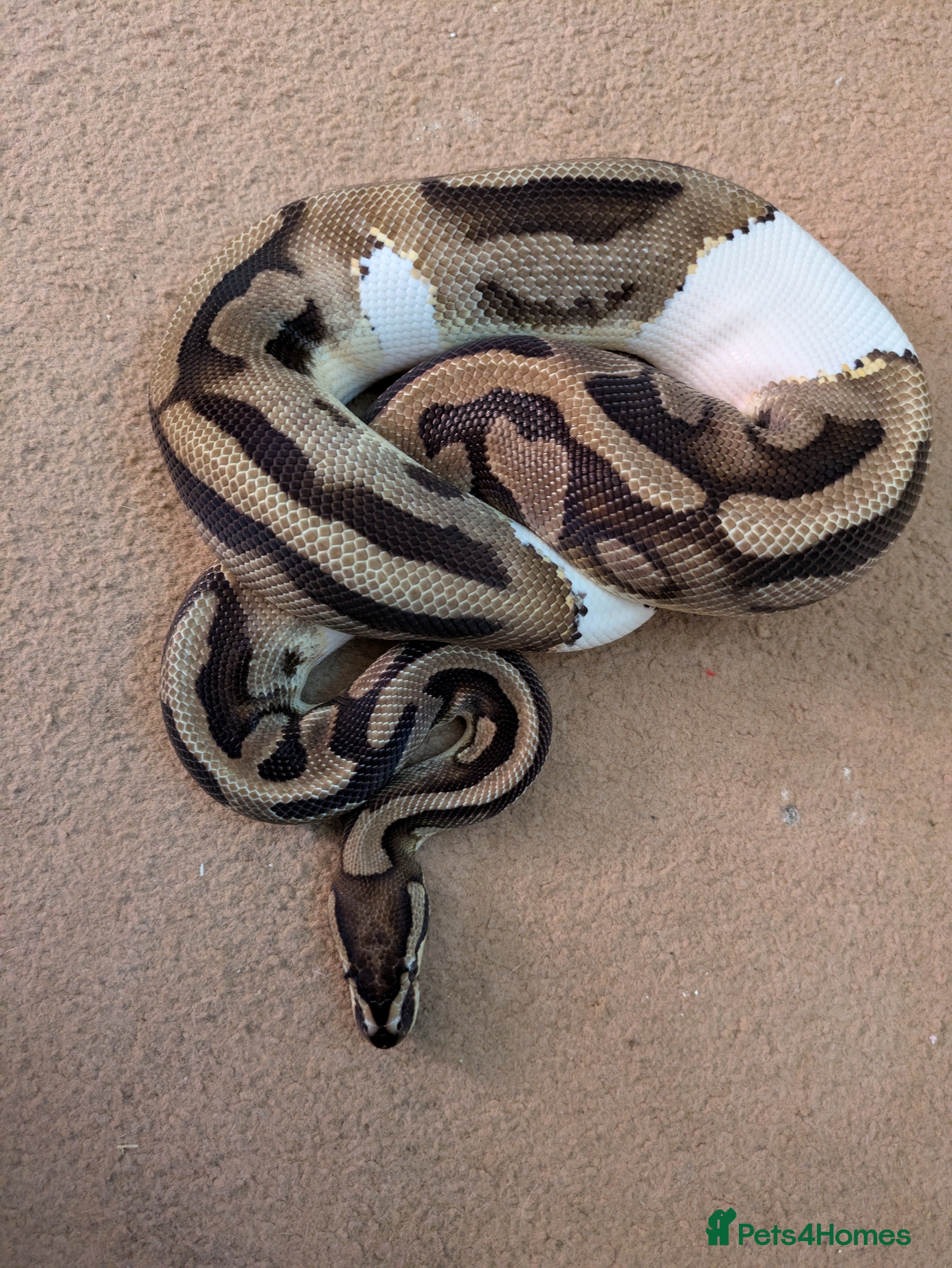 Python Snake reptiles Male pied ball python  - Advert 21