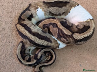 Python Snake reptiles - Advert 3