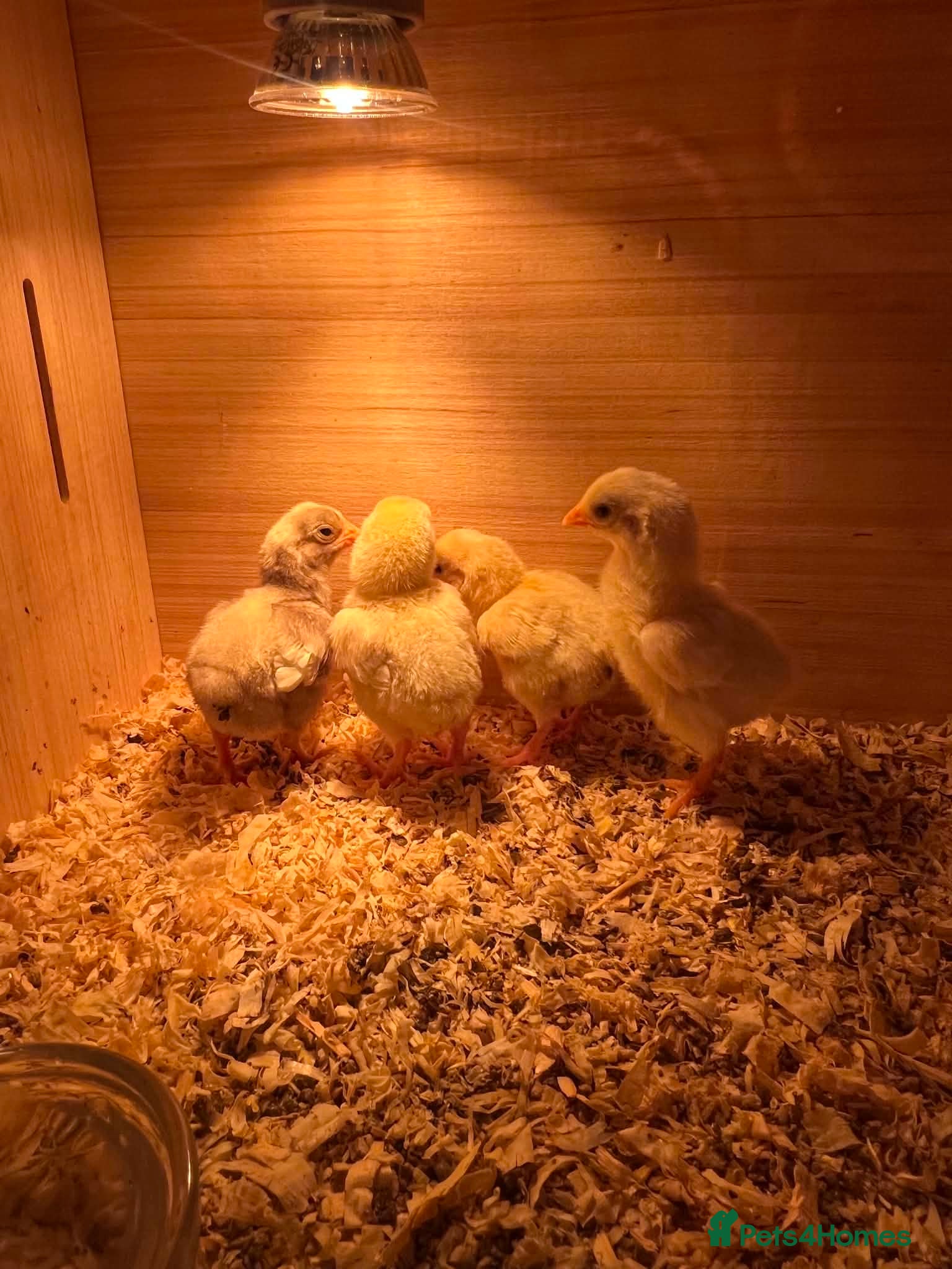 Chickens poultry ko shamo chicks - Advert 2