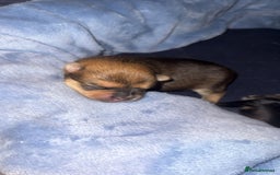 Chug dogs for sale: Beautiful chugs - Image 6
