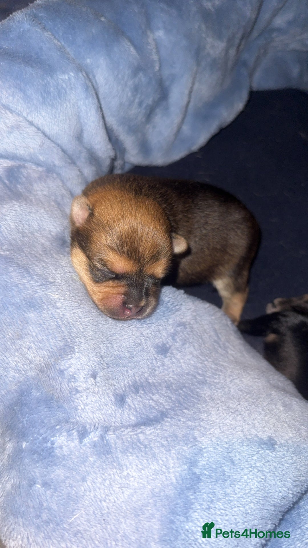 Chug dogs for sale: Beautiful chugs - Image 6