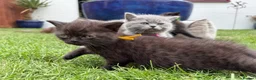 British Shorthair cats for sale: Exceptional BritishShorthair Kittens  - Advert 14