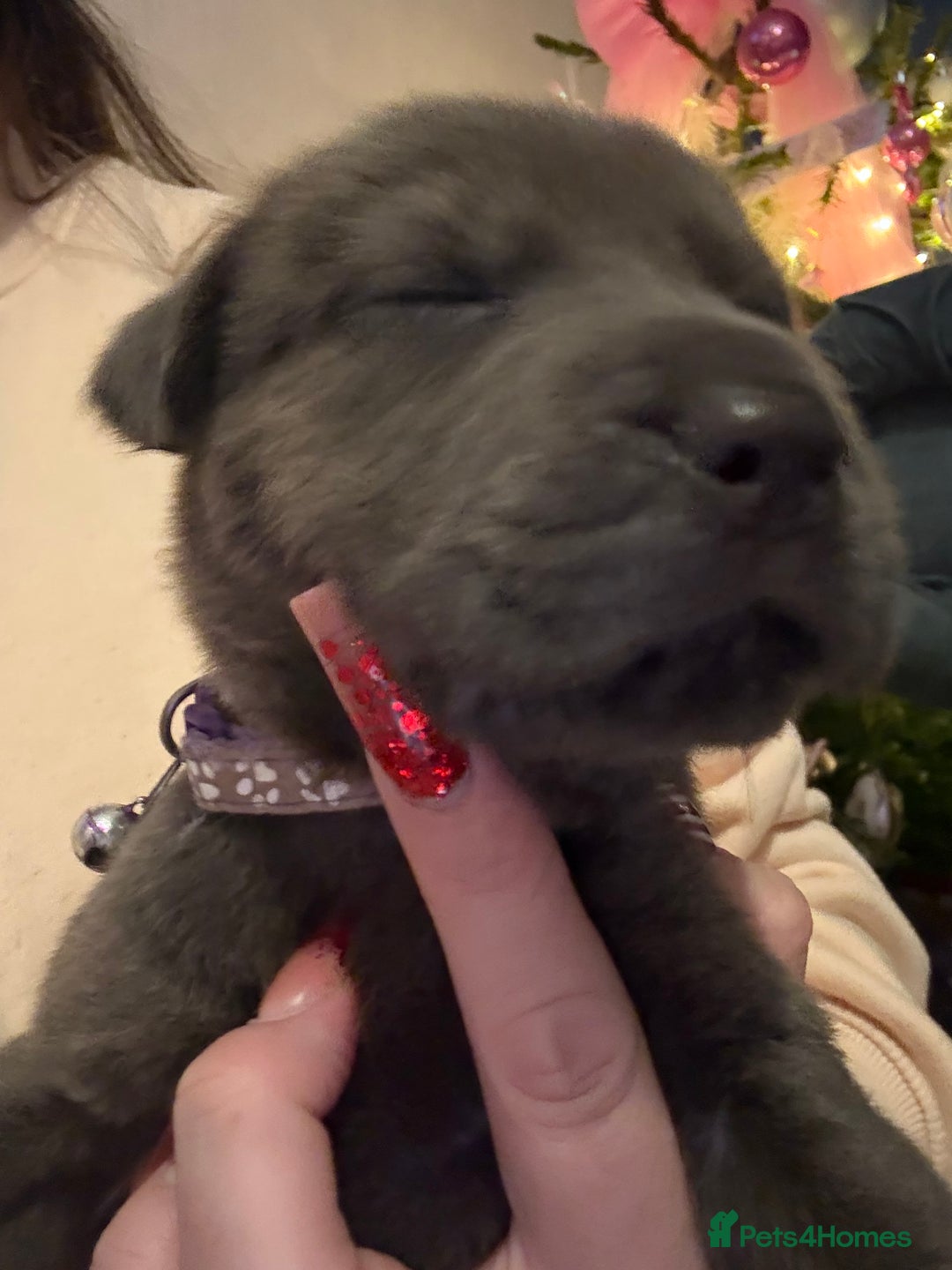 Mixed Breed dogs for sale: Ready 12 Jan Sharpei x Rhodesian ridgeback Hybrid - Advert 29