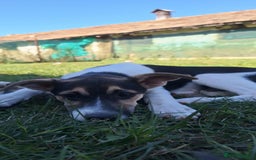 Mixed Breed dogs for adoption: 🍶Milkshake🍶 needs a home!  - Image 1