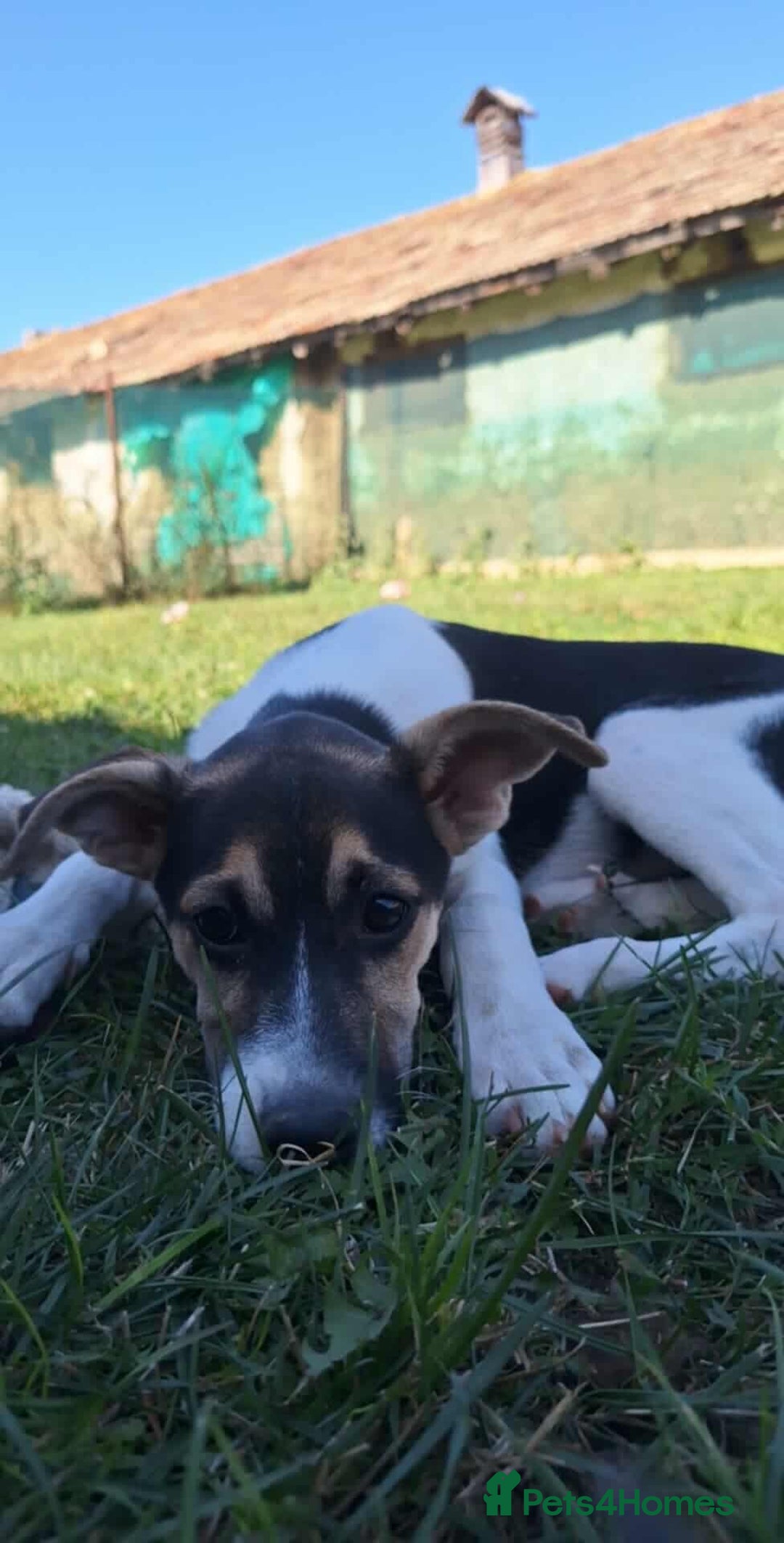 Mixed Breed dogs for adoption: 🍶Milkshake🍶 needs a home!  - Image 1