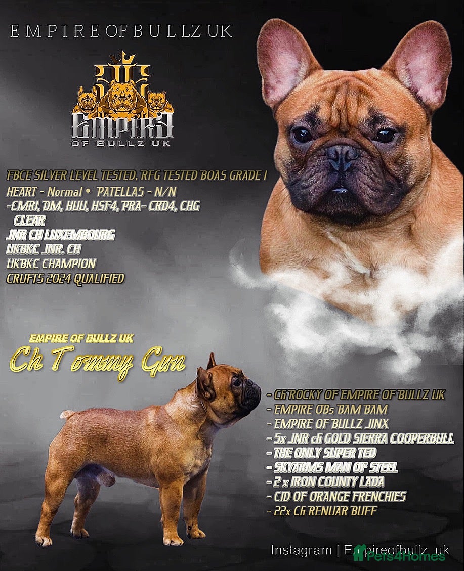 French Bulldog dogs Champion Sired red fawn French bulldog puppies  - Advert 2