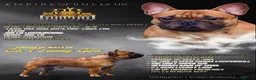 French Bulldog dogs for sale: Champion Sired red fawn French bulldog puppies  - Advert 10