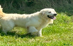 Golden Retriever dogs for sale: KC Reg pups, Health tested parents. - Image 11