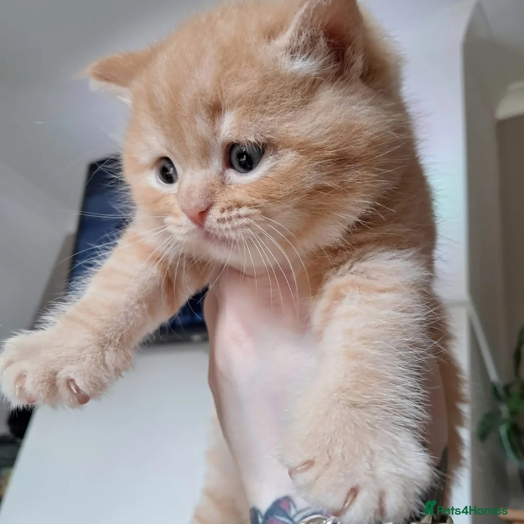 British Shorthair cats for sale: Registered Red boy - Advert 1